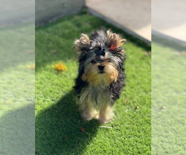 Medium Photo #1 Yorkshire Terrier Puppy For Sale in POMPANO BEACH, FL, USA