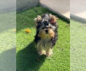 Yorkshire Terrier Puppy for sale in POMPANO BEACH, FL, USA