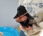 Puppy Puppy 2 Labradoodle