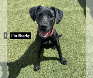 Labrador Retriever-Unknown Mix Dogs for adoption in GILBERTS, IL, USA