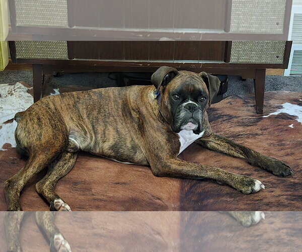 Medium Photo #4 Boxer Puppy For Sale in Woodbury, MN, USA