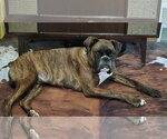 Small #3 Boxer