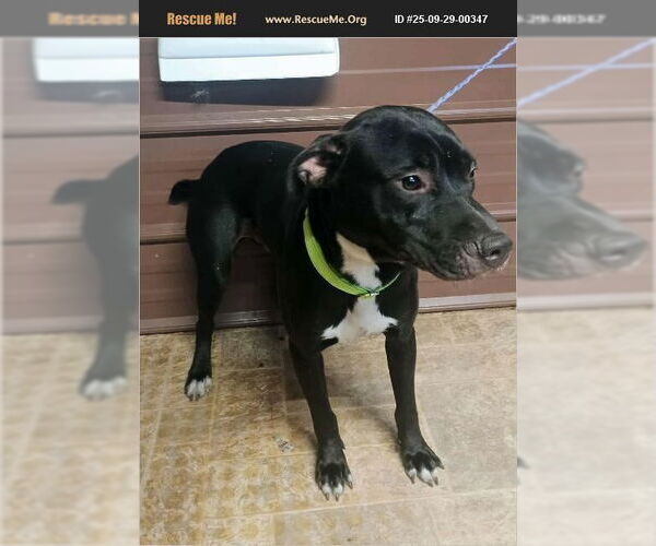 Medium Photo #3 American Pit Bull Terrier-Labrador Retriever Mix Puppy For Sale in Benton, PA, USA