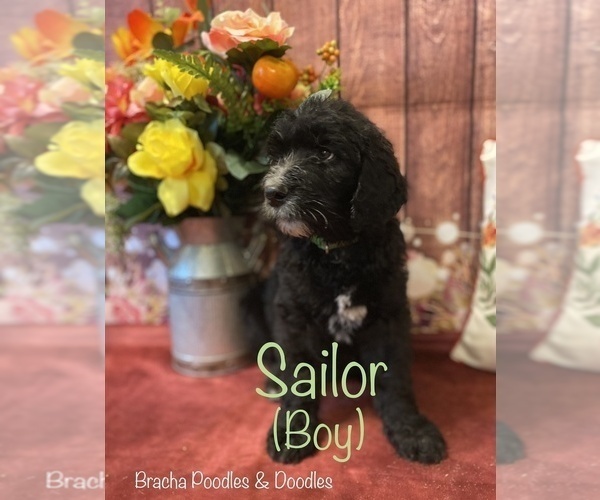 Medium Photo #1 Goldendoodle Puppy For Sale in SAINT CLOUD, MN, USA