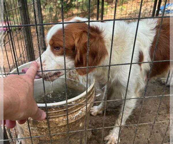 Medium Photo #7 Brittany Puppy For Sale in Curwensville, PA, USA