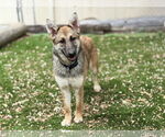 Small German Shepherd Dog