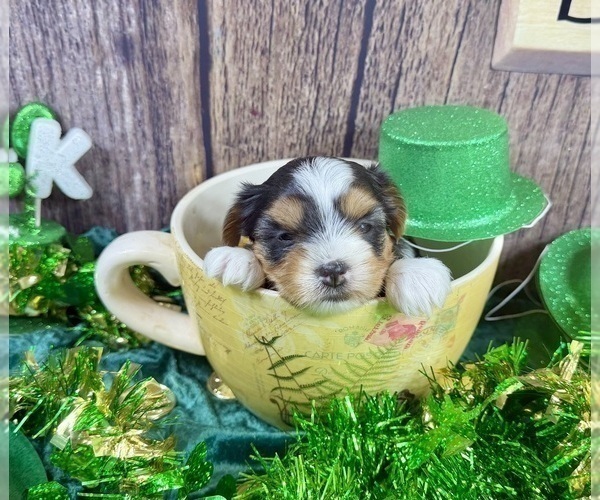 Medium Photo #12 Maltese Puppy For Sale in CASSVILLE, MO, USA