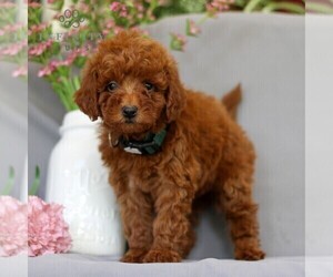 Irish Doodle Puppy for sale in NEWMANSTOWN, PA, USA