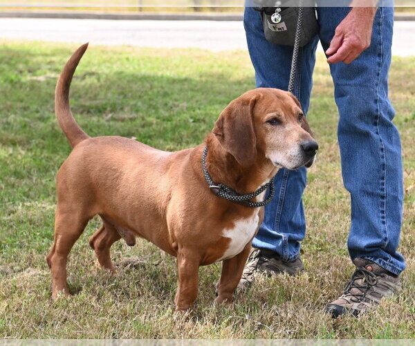 Medium Photo #4 Bassetdor Puppy For Sale in Glen Allen, VA, USA