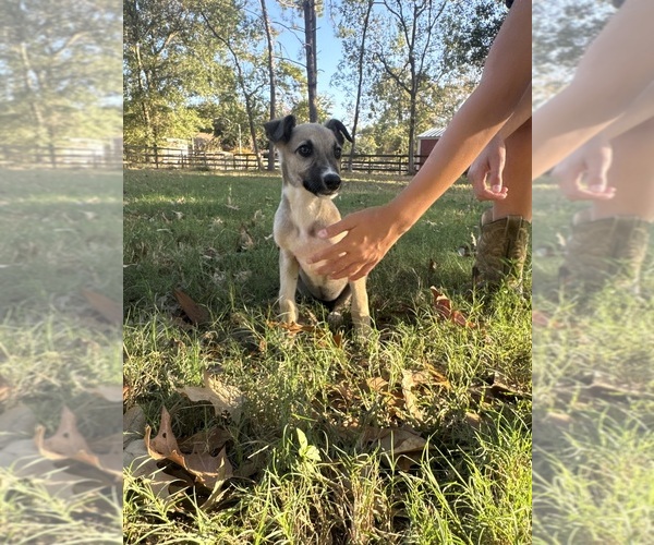 Medium Photo #1 Greyhound Puppy For Sale in MONTGOMERY, TX, USA