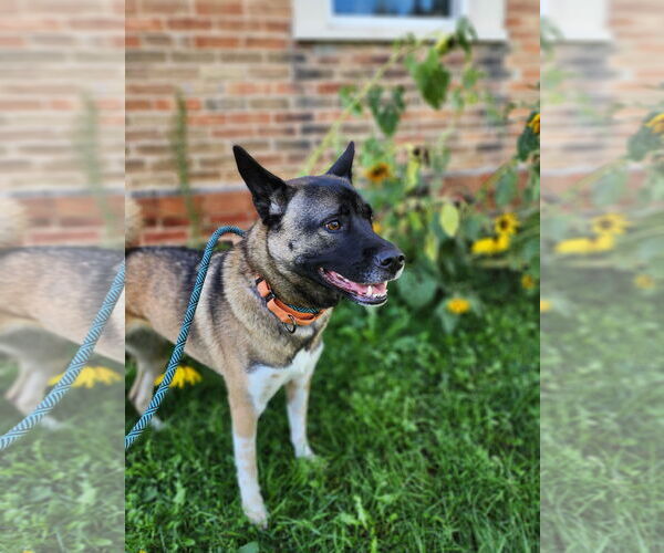 Medium Photo #10 Akita-Huskies  Mix Puppy For Sale in New London, WI, USA