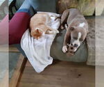 Small #2 American Pit Bull Terrier