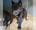 Small Photo #8 Wolf Hybrid Puppy For Sale in DALTON, OH, USA