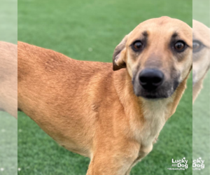 Saluki-Unknown Mix Dogs for adoption in Washington, DC, USA