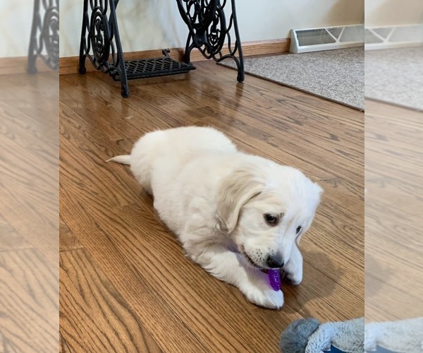 Medium Photo #10 English Cream Golden Retriever Puppy For Sale in MARSHFIELD, WI, USA