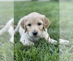 Small Photo #13 Goldendoodle Puppy For Sale in LAGUNA HILLS, CA, USA