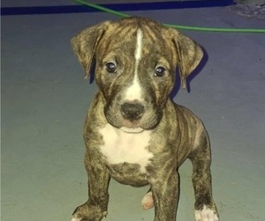 American Staffordshire Terrier Litter for sale in BARRON, WI, USA