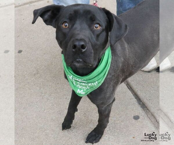 Medium Photo #1 Labrador Retriever-Unknown Mix Puppy For Sale in Washington, DC, USA