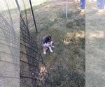 Small Photo #20 Australian Shepherd Puppy For Sale in GILMER, TX, USA
