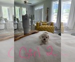 Small Photo #3 ShihPoo Puppy For Sale in LOUISBURG, NC, USA