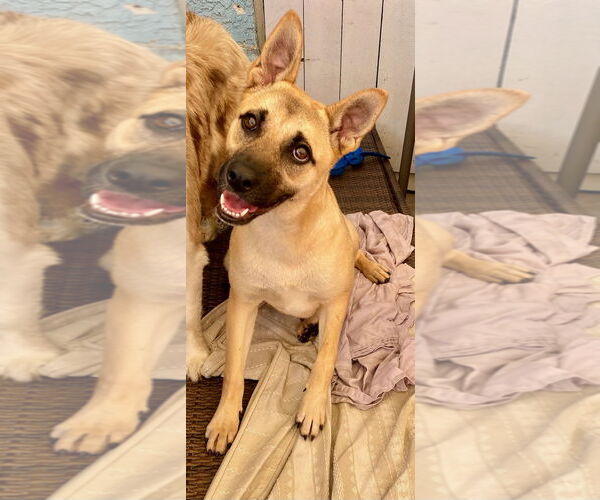 Medium Photo #2 German Shepherd Dog-Unknown Mix Puppy For Sale in Newport Beach, CA, USA