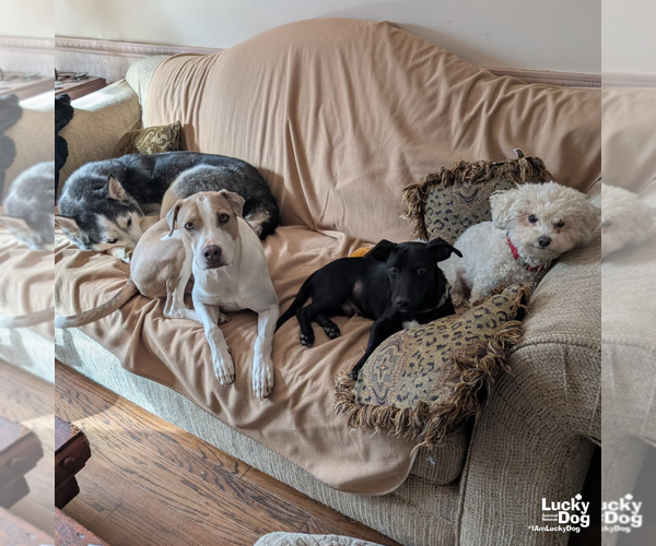 Medium Photo #9 Dachsador Puppy For Sale in Washington, DC, USA