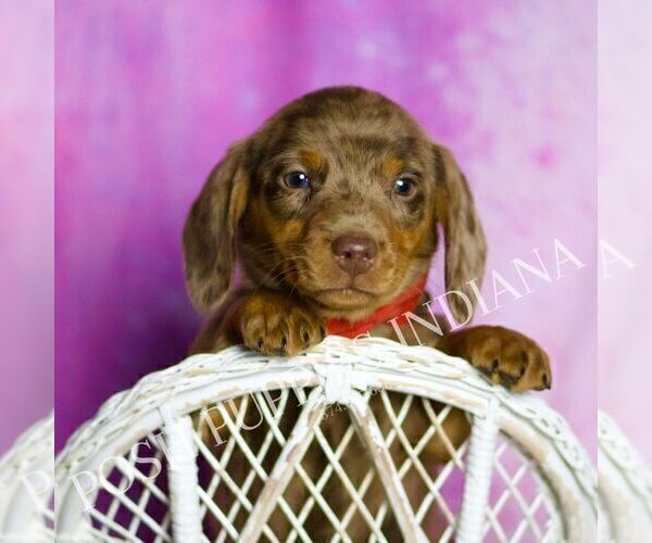 Medium Photo #4 Dachshund Puppy For Sale in WARSAW, IN, USA