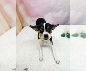 Jack Russell Terrier-Unknown Mix Dogs for adoption in Metairie, LA, USA