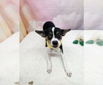 Small Jack Russell Terrier Mix