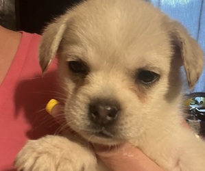 Pom-A-Pug Puppy for Sale in MERIDEN, Minnesota USA