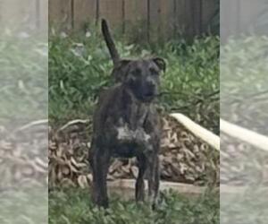 American Staffordshire Terrier-Unknown Mix Dogs for adoption in San Antonio, TX, USA