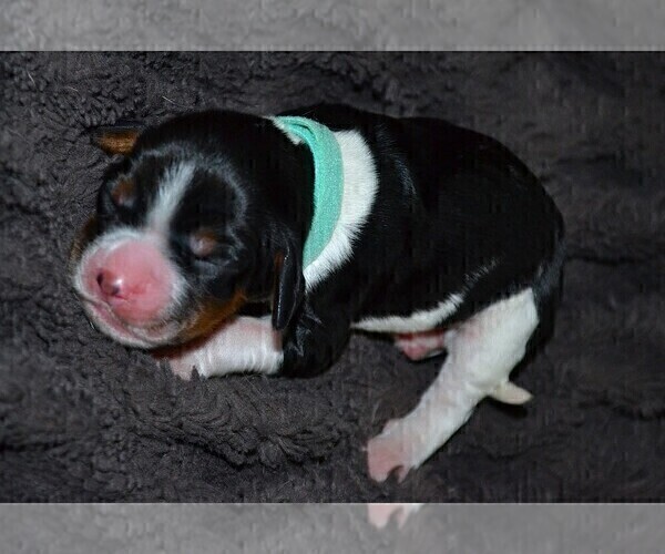 Medium Photo #48 English Springer Spaniel Puppy For Sale in LITCHFIELD, MN, USA