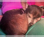Small #1 Chihuahua Mix