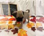 Small Pug
