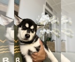 Small Photo #5 Siberian Husky Puppy For Sale in MARATHON, FL, USA