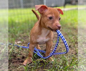 Chiweenie Dogs for adoption in Pacolet, SC, USA