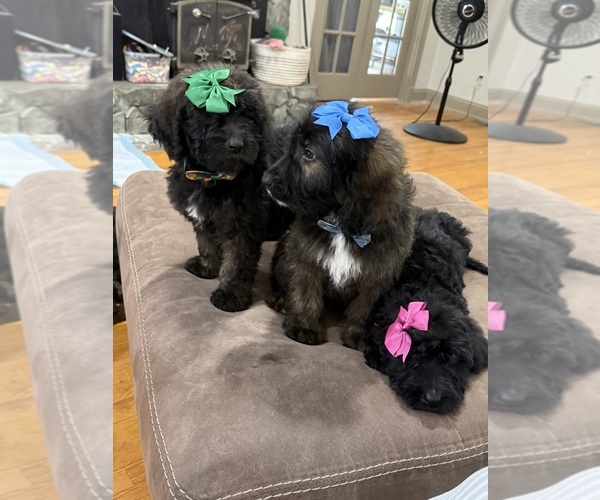 Medium Photo #3 Saint Berdoodle Puppy For Sale in DINWIDDIE, VA, USA
