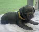 Small #9 French Bulldog