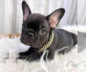 French Bulldog Puppy for sale in DANBURY, CT, USA