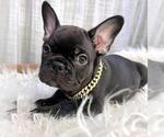 Small French Bulldog