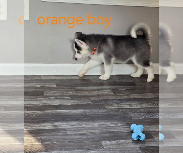 Medium Photo #26 Siberian Husky Puppy For Sale in KING GEORGE, VA, USA