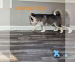 Small Photo #38 Siberian Husky Puppy For Sale in KING GEORGE, VA, USA