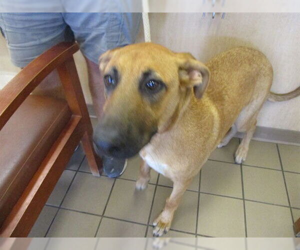 Medium Photo #1 German Shepherd Dog-Unknown Mix Puppy For Sale in Ocala, FL, USA