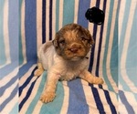 Small #2 Goldendoodle