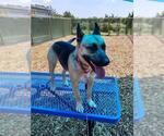 Small German Shepherd Dog Mix