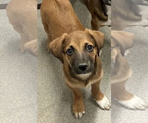 Mutt Dogs for adoption in Sterling, MA, USA