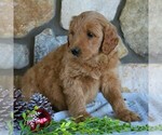 Small Photo #3 Goldendoodle-Poodle (Standard) Mix Puppy For Sale in KINZERS, PA, USA