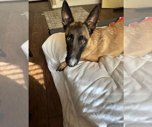 Mutt Dogs for adoption in Imlay City, MI, USA