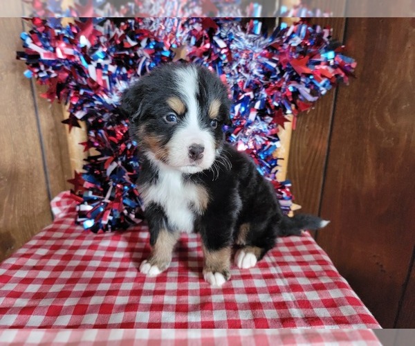 Medium Photo #3 Bernese Mountain Dog Puppy For Sale in BLACK FOREST, CO, USA