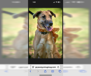 Labrador Retriever-Unknown Mix Dogs for adoption in Stevens Point, WI, USA